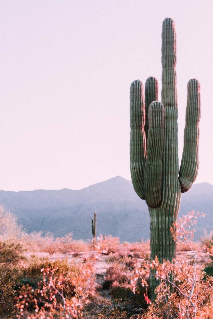 cactus in desert wilderness season
