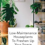 low maintenance house plants