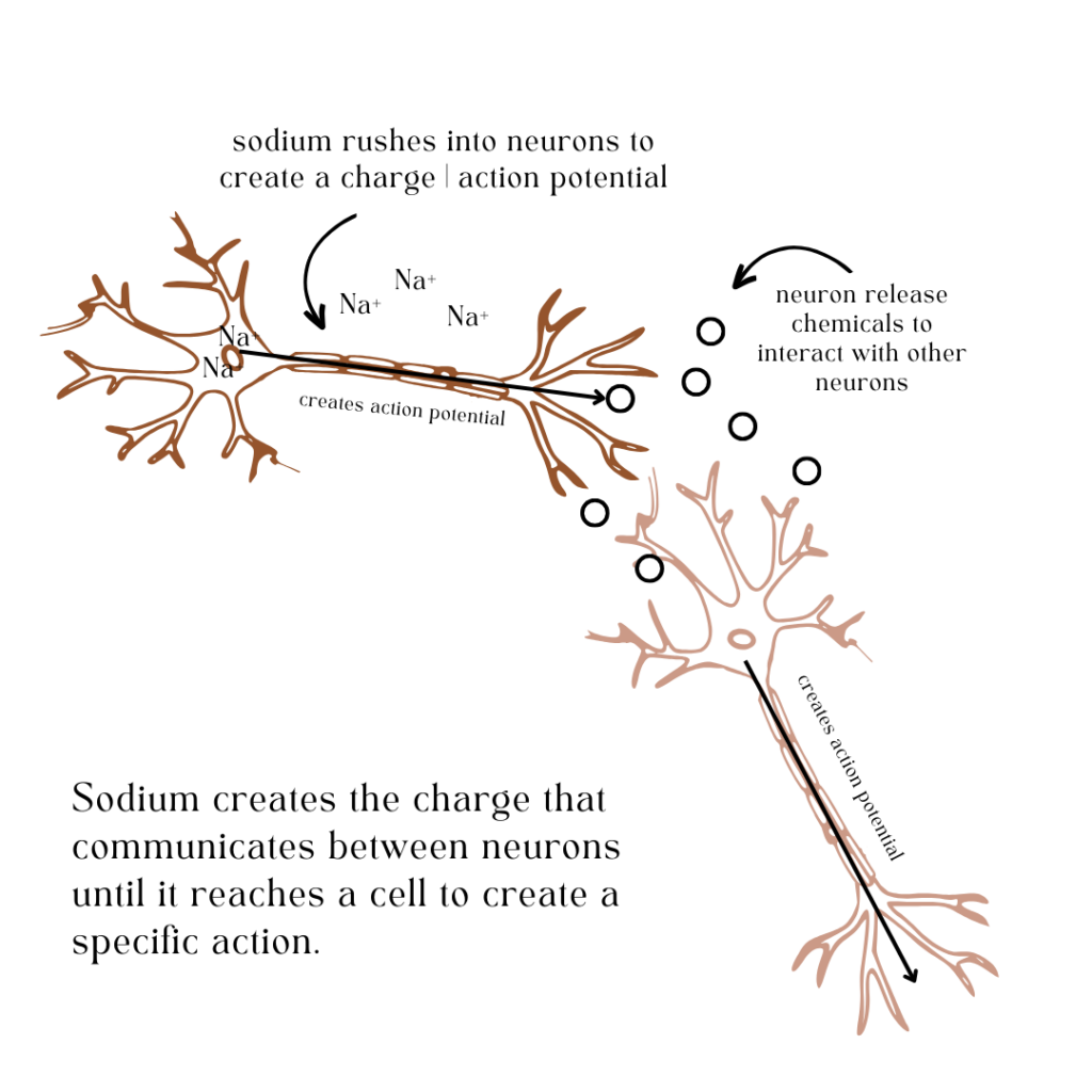 sodium and neurons